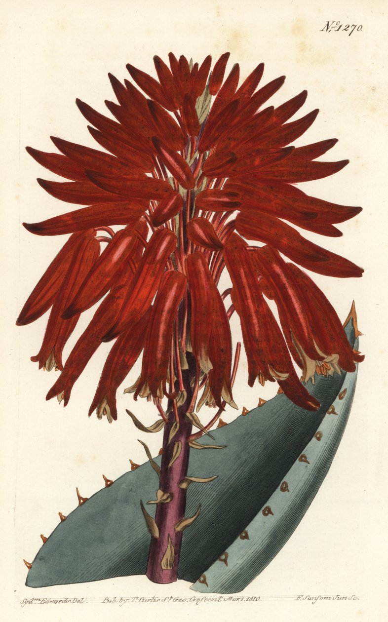Aloe - Grusaloe, Aloe perfoliata (Mitre aloe, Aloe mitraeformis). Handkolorerad kopparstick av F. Sansom Jr. efter en illustration av Sydenham Edwards från William Curtis