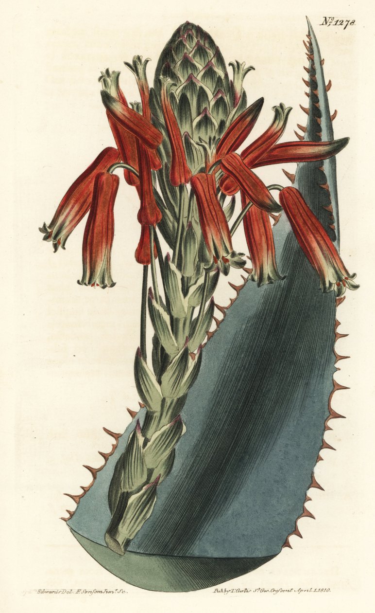Aloe variant - Blå aloe, Aloe glauca (Rödryggad glaucous aloe, Aloe rhodacantha) - Handfärgad kopparstick av F. Sansom Jr. efter en illustration av Sydenham Edwards från William Curtis