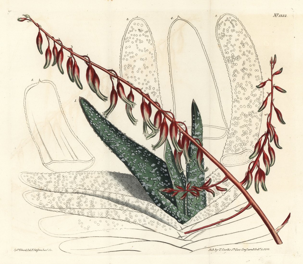 Aloe eventails - Fan aloe, Aloe plicatilis (Tongue aloe, Aloe lingua). Handkolorerad kopparstick av F. Sansom Jr. efter en illustration av Sydenham Edwards från William Curtis