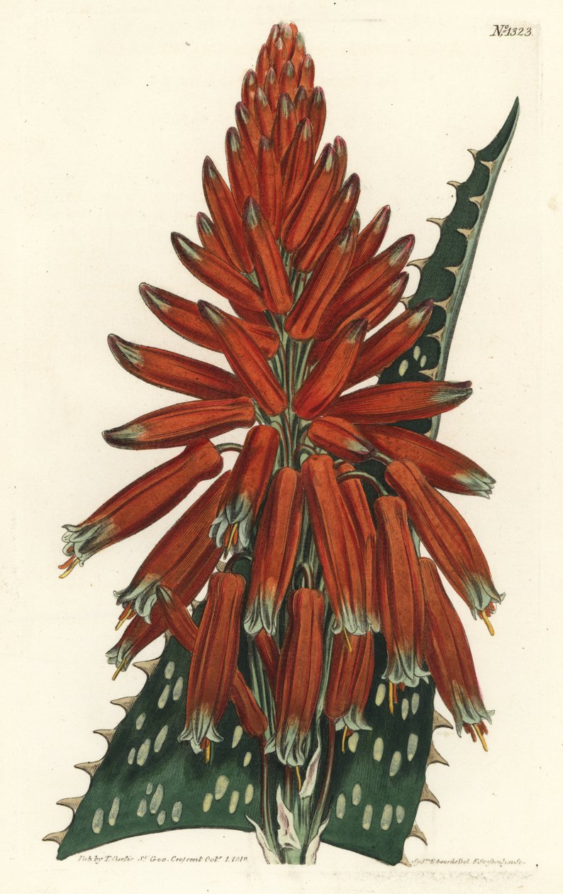 Aloe macule - Tvål eller zebraaloe, Aloe maculata (fläckbladig aloe, Aloe picta). Handkolorerad kopparstick av F. Sansom Jr. efter en illustration av Sydenham Edwards från William Curtis