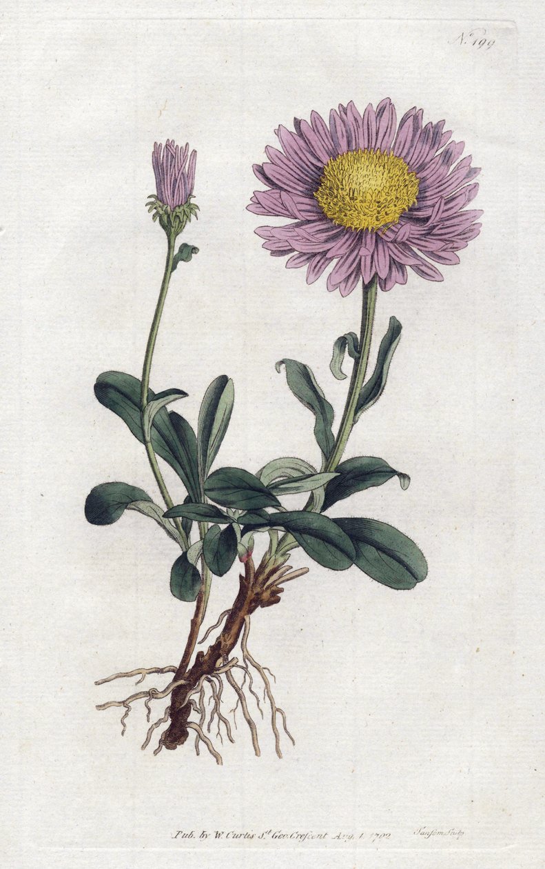 Alpine Aster eller Queen Daisy of the Alps - Litografi av Sydenham Edwards (1768-1819), från William Curtis