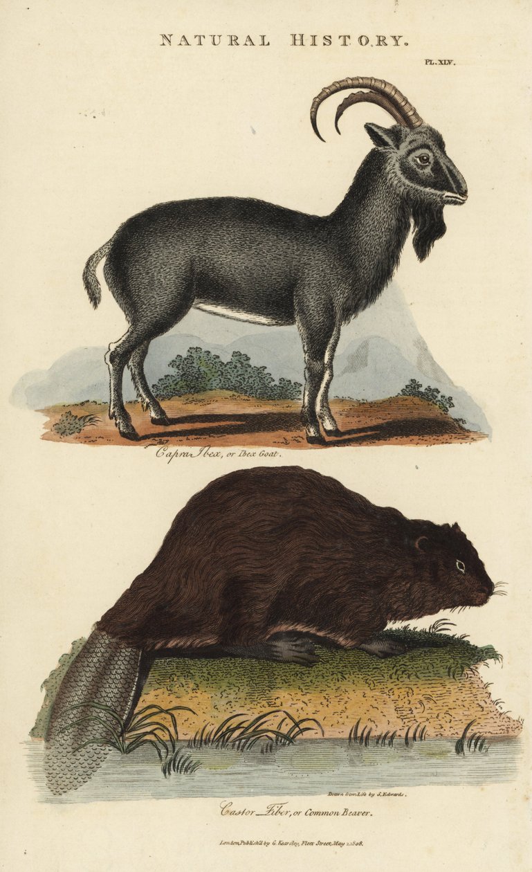 Alpin stenbock och europeisk bäver eller vanlig bäver - alpin stenbock get, Capra ibex och vanlig eurasisk bäver, Castor fiber. Handkolorerad kopparstick efter Sydenham Edwards från John Mason Goods Pantologia, a New Encyclopedia, G. Kearsley, London av Sydenham Teast Edwards