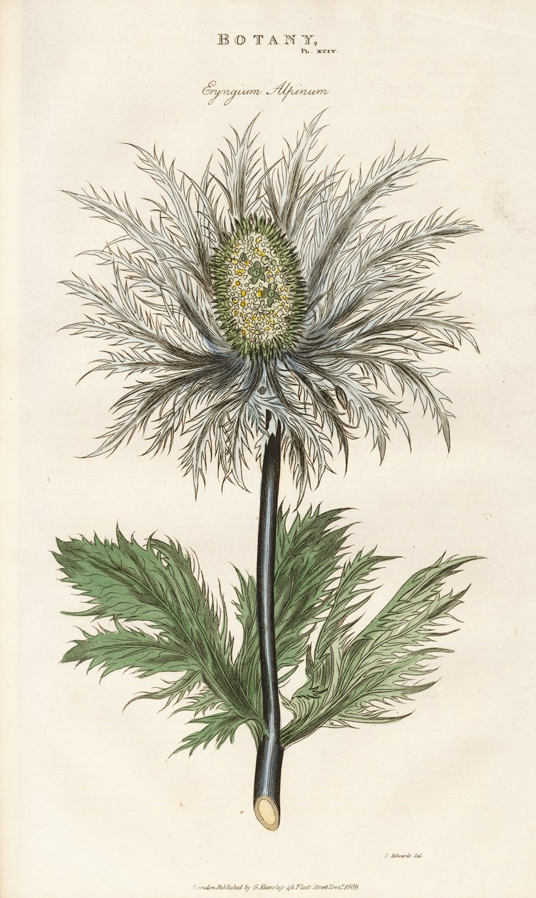 Alppaljaljungfrulin (Eryngium alpinum) av Sydenham Teast Edwards