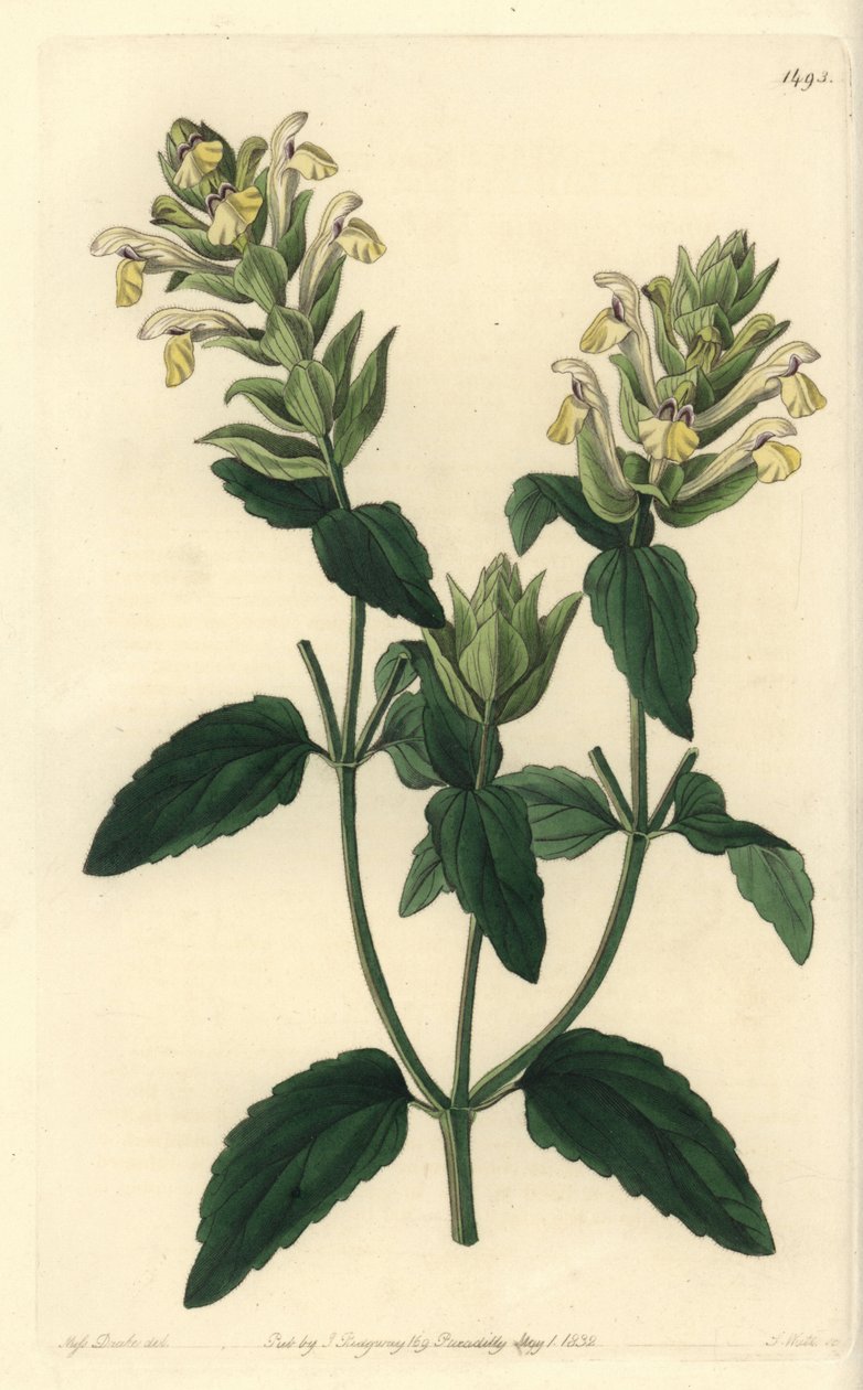 Alpin scutellaria - Alpin kalott, Scutellaria alpina (Alpin scutellaria, humleblommig sort, Scutellaria alpina var. lupulina). Handkolorerad kopparstick av S. Watts efter en illustration av Miss Sarah Drake från Sydenham Edwards