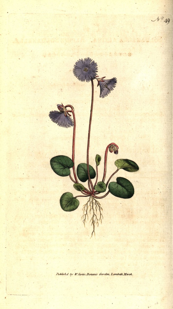 Alpin soldanella - Alpin soldanella, Soldanella alpina. Handkolorerad kopparstick efter en botanisk illustration av James Sowerby från William Curtis
