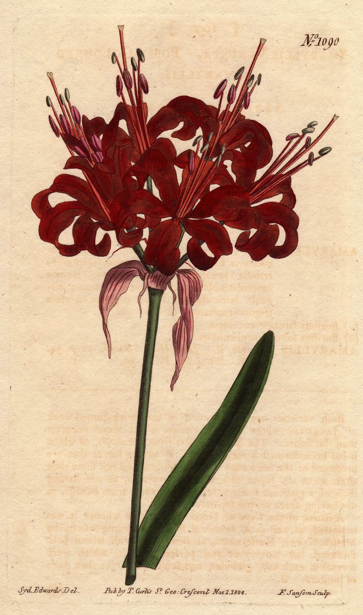 Amaryllisvallmofärg, med mörka crimson blommor, blommande från en enda fot. Ursprungligen från Cape of Good Esperance (Sydafrika). Vallmofärgad amaryllis, med djupa karmosinröda blommor som blommar från en enda stjälk. En infödd från Godahoppsudden. Amaryl av Sydenham Teast Edwards