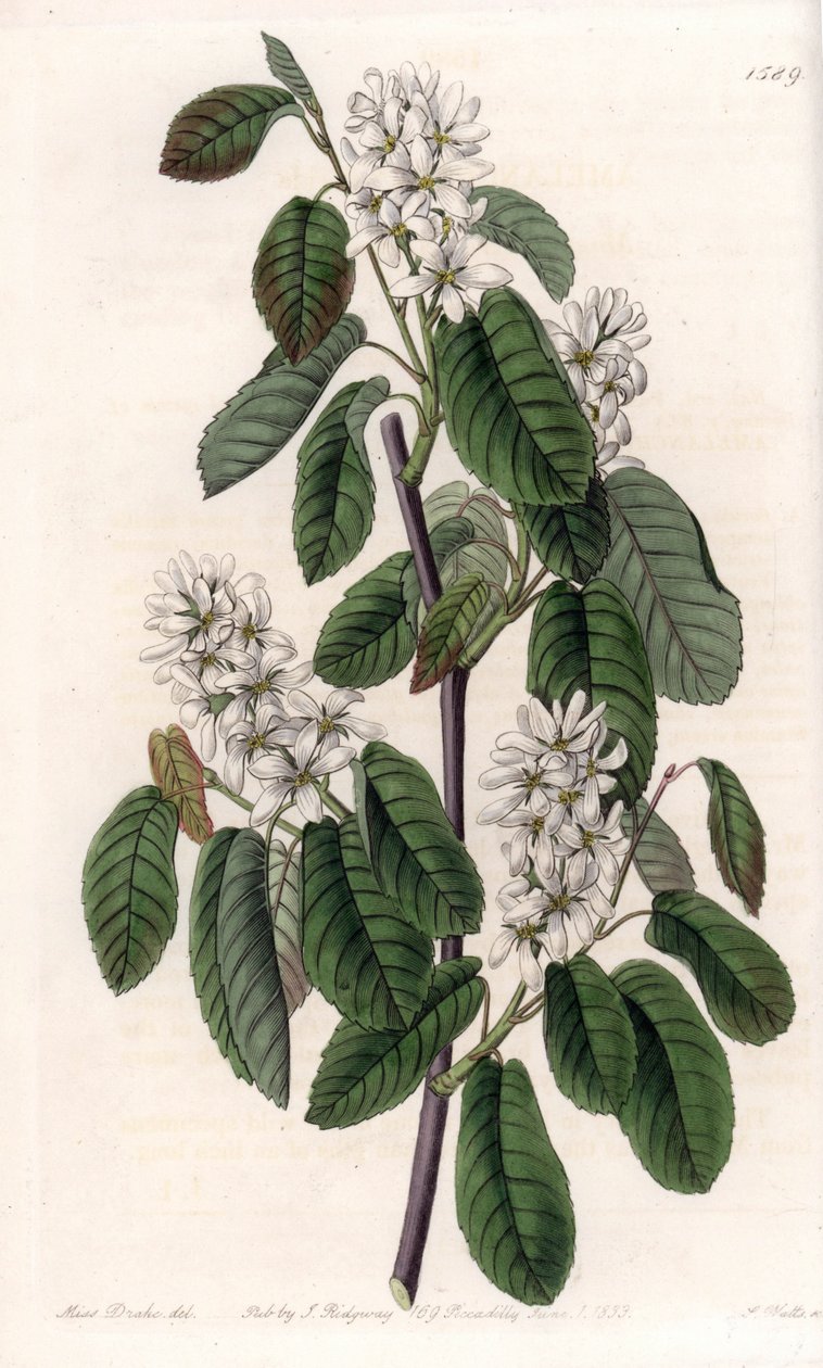 Amelanchier med alblad eller blommig aroni - Tallrik graverad av S.Watts, från en illustration av Sarah Anne Drake (1803-1857), från Botanical Register of Sydenham Edwards (1768-1819), England av Sydenham Teast Edwards
