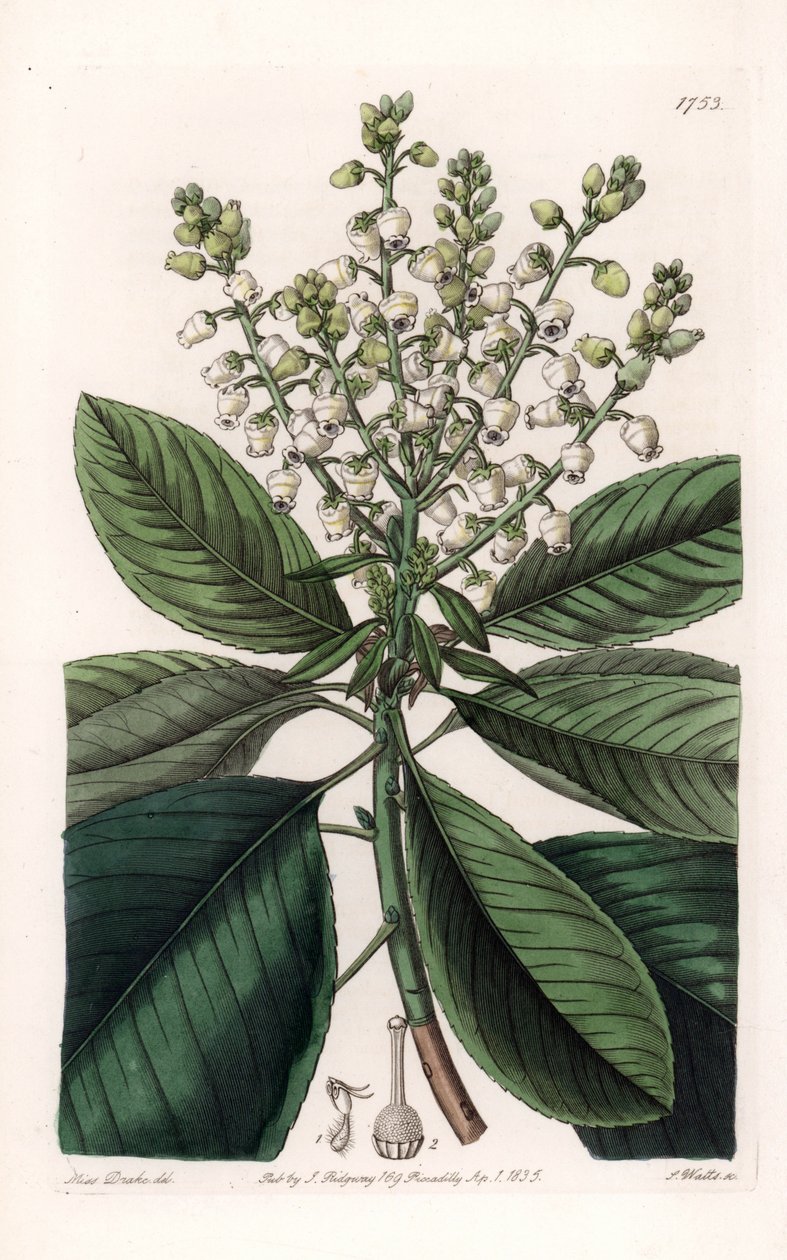 American Arbutus Tree - Graverad av S.Watts, från en illustration av Sarah Anne Drake (1803-1857), från Botanical Register of Sydenham Edwards (1768-1819), England av Sydenham Teast Edwards