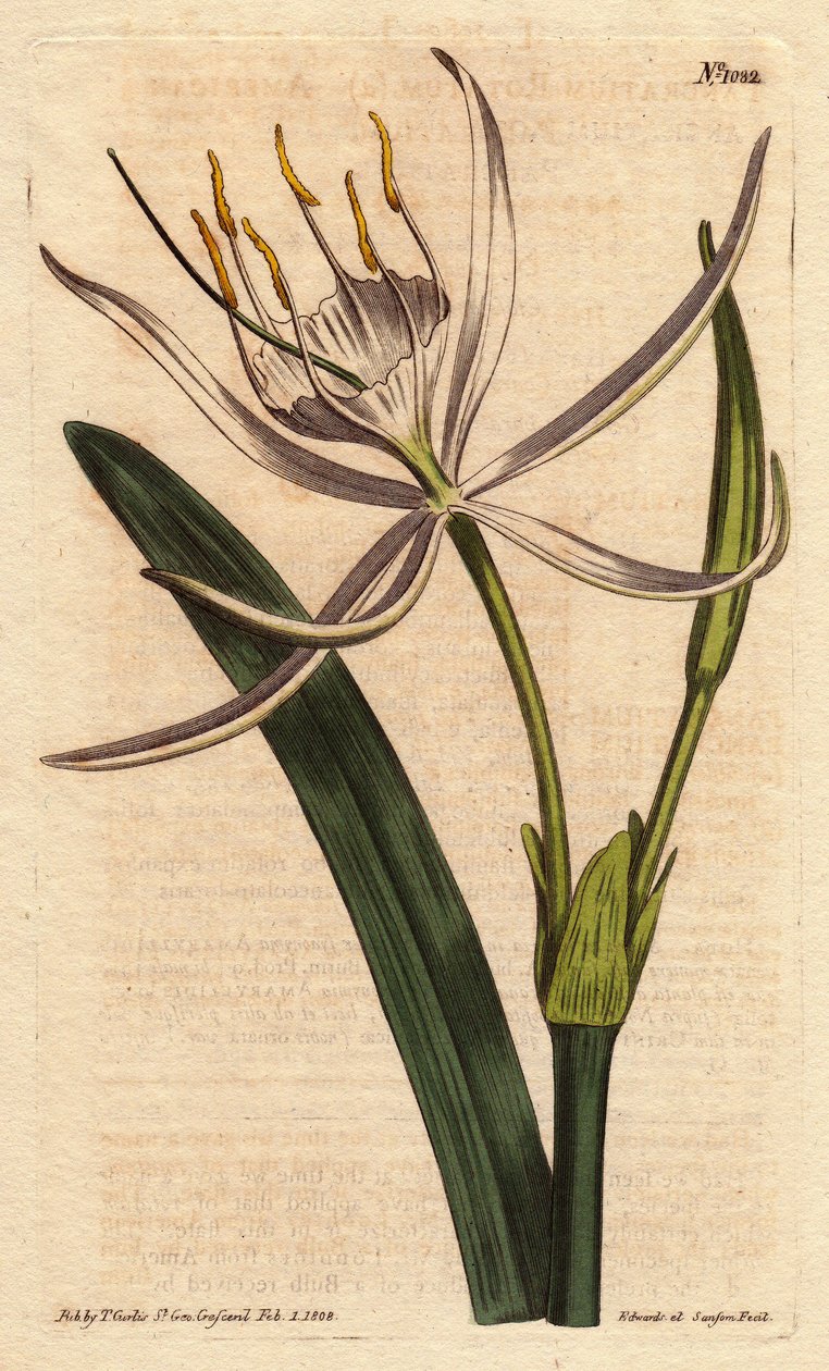 American pancratium har doftande vita blommor. Amerikansk pancratium med vita doftande blommor. Pancratium rotatum. Handfärgad kopparstick från en botanisk illustration av Sydenham Edwards från William Curtis "" Botanical Magazine"" 1790-1800. av Sydenham Teast Edwards