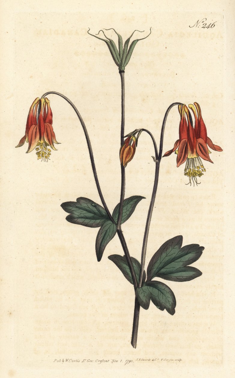 Ancolia du Canada - Kanadensisk akleja. Aquilegia canadensis. Handfärgad kopparstick av Sansom efter en illustration av Sydenham Edwards från William Curtis