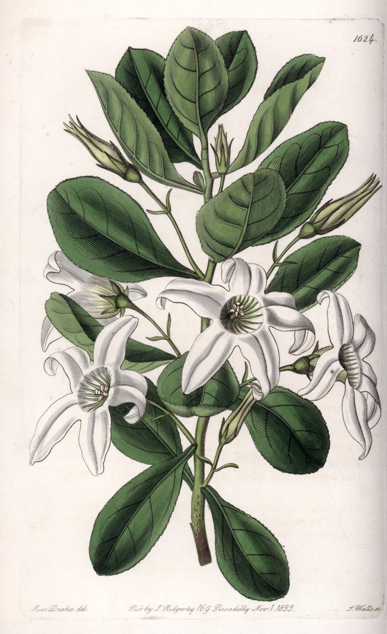 Anthocercis variete, infödd i Australien - Plåt graverad av S.Watts, från en illustration av Sarah Anne Drake (1803-1857), från Botanical Register of Sydenham Edwards (1768-1819), England av Sydenham Teast Edwards