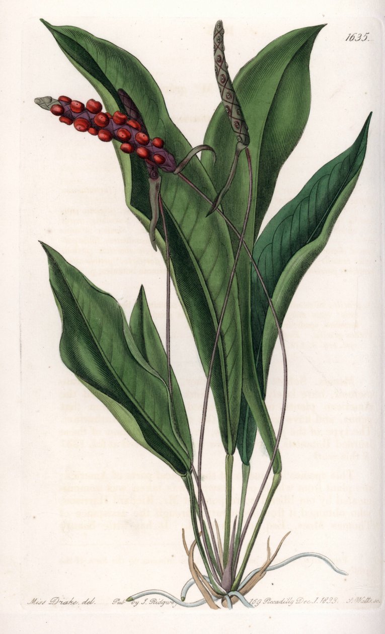 Anthurium gracile - Graverad tavla av S.Watts, från en illustration av Sarah Anne Drake (1803-1857), från Botanical Register of Sydenham Edwards (1768-1819), England av Sydenham Teast Edwards