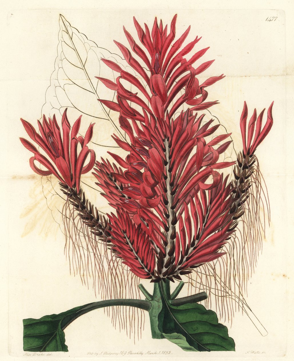 Aphelandra arborea (Crested aphelandra, Aphelandra cristata). Handfärgad kopparstick av S. Watts efter en illustration av Sarah Drake från Sydenham Edwards