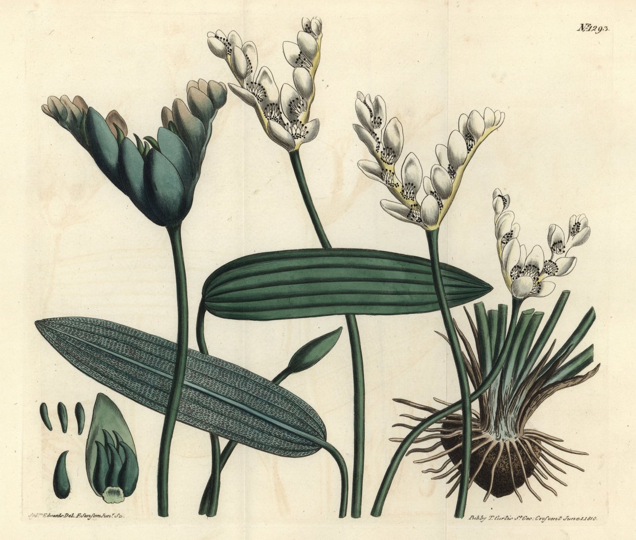 Aponogeton doftande - Cap-pondweed, Aponogeton distachyos (Gaffelblommig aponogeton, Aponogeton distachyon). Handkolorerad kopparstick av F. Sansom Jr. efter en illustration av Sydenham Edwards från William Curtis