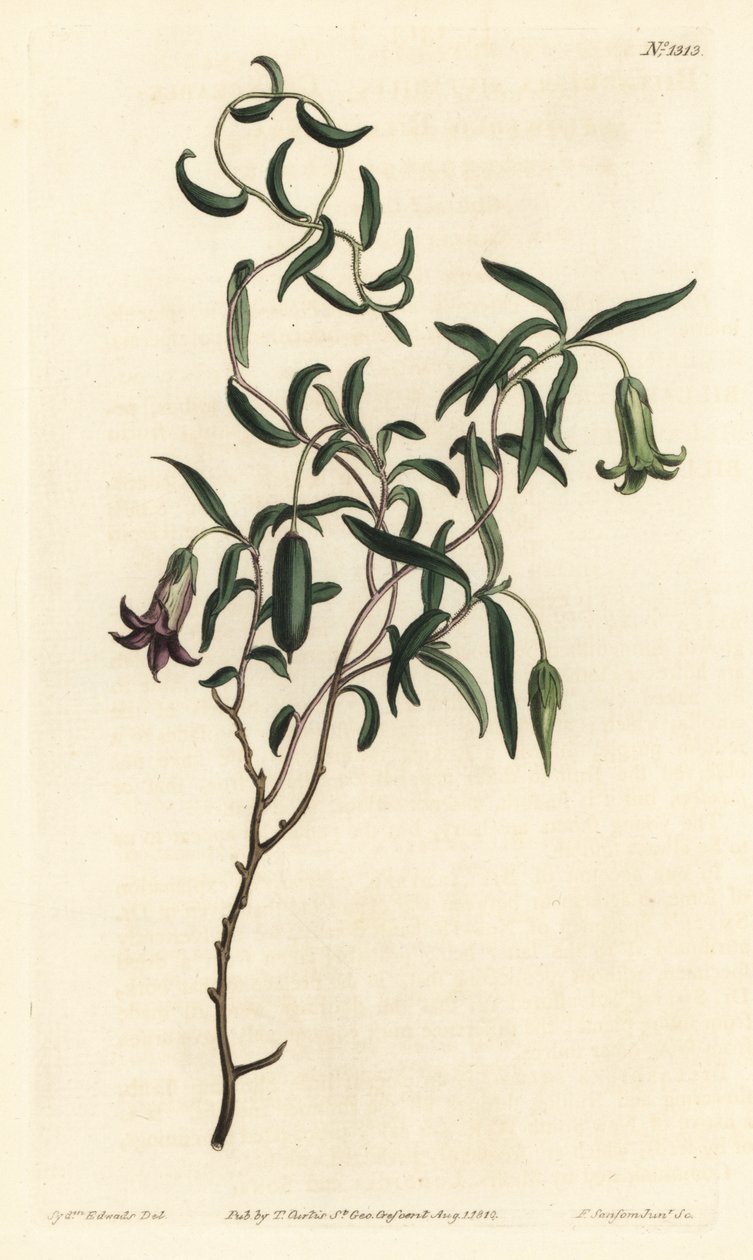 Äppelbär eller föränderlig blommig billardiera, Billardiera mutabilis - Handfärgad kopparstick av F. Sansom Jr. efter en illustration av Sydenham Edwards från William Curtis