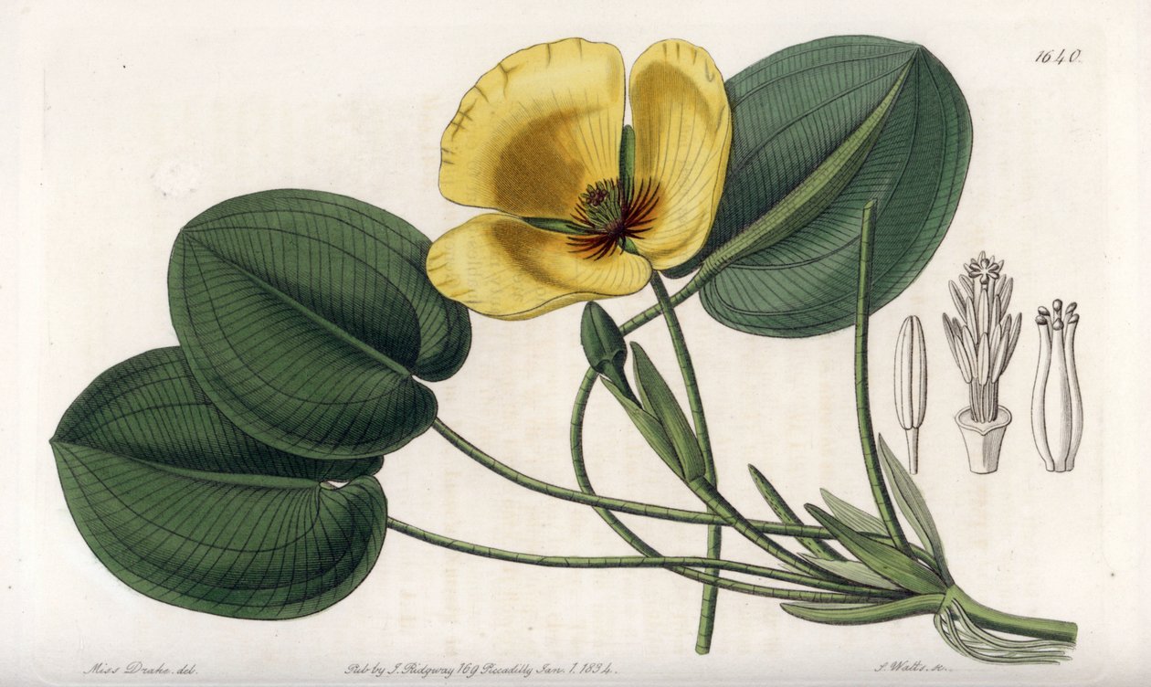 Aquatic Poppy - Tallrik graverad av S. Watts, från en illustration av Sarah Anne Drake (1803-1857), från Botanical Register of Sydenham Edwards (1768-1819), England av Sydenham Teast Edwards