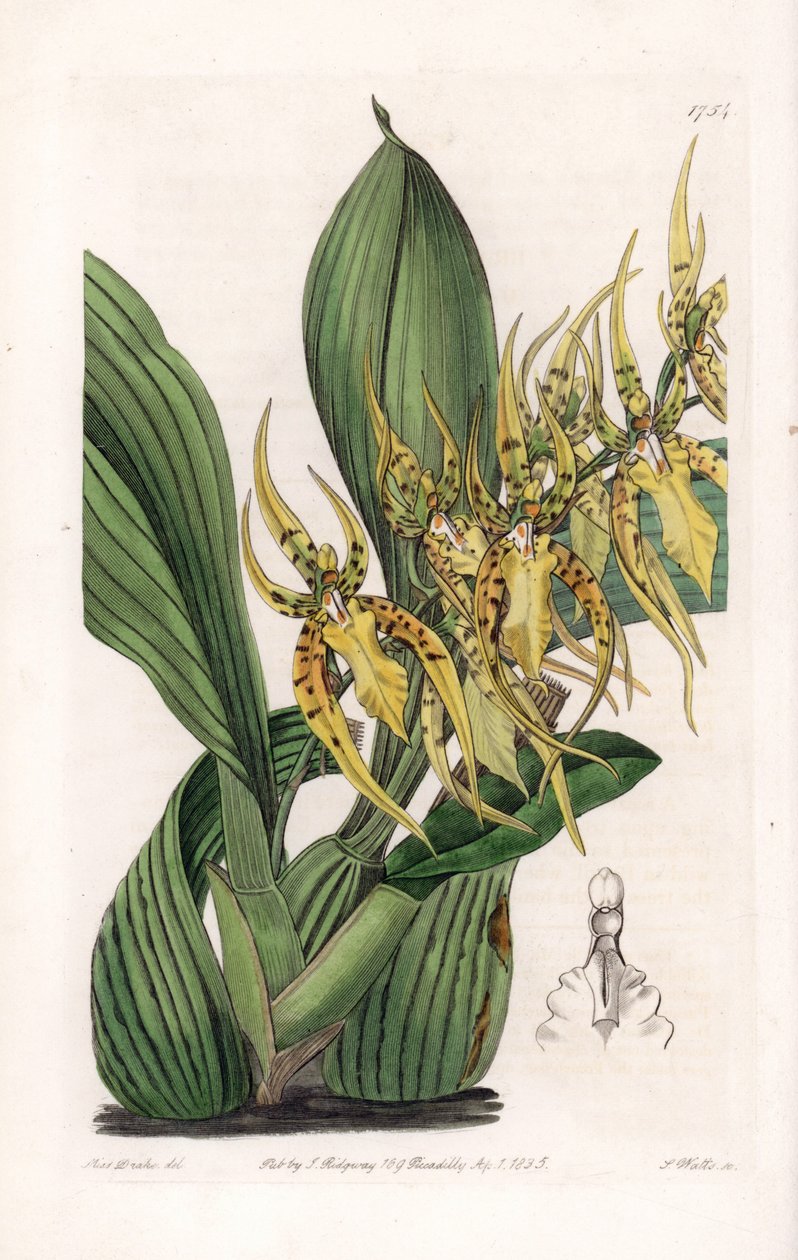 Araignee Orchid - Platta graverad av S.Watts, efter en illustration av Sarah Anne Drake (1803-1857), från Sydenham Edwards (1768-1819) botaniska register, England. av Sydenham Teast Edwards