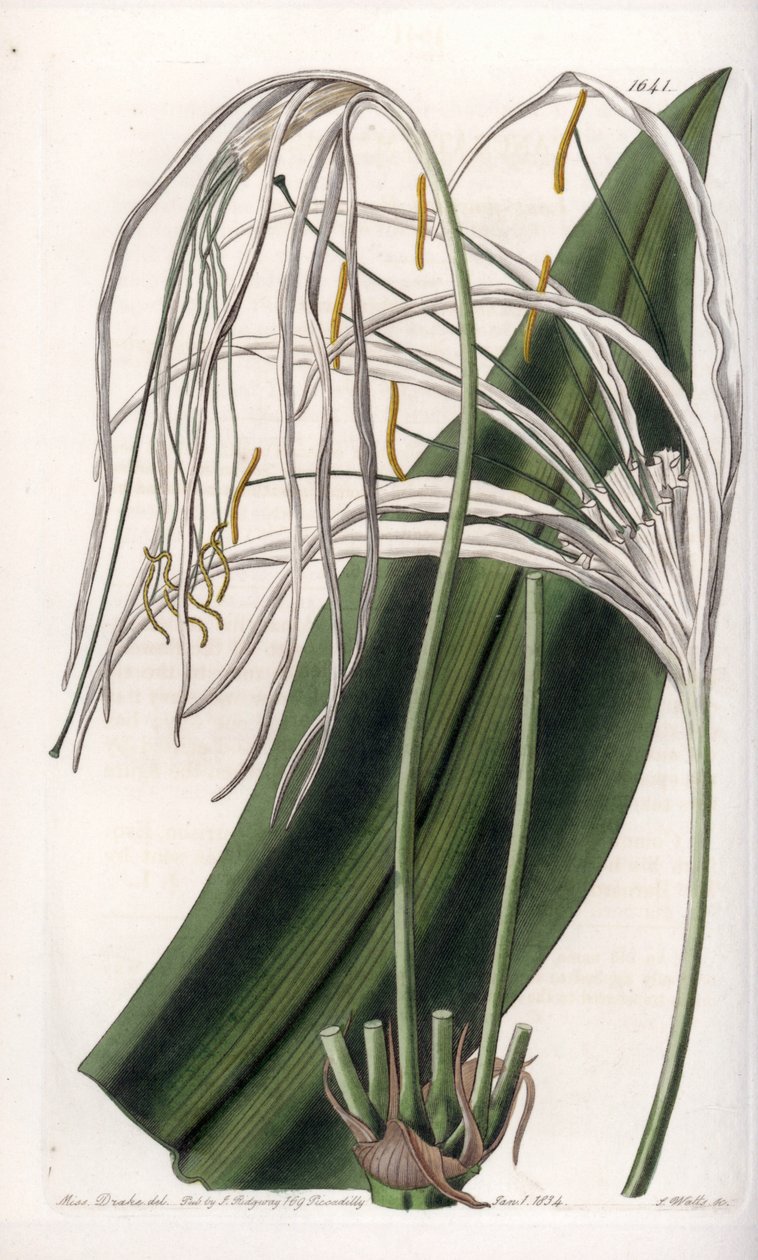 Araignee lilja eller havspåsklilja eller sjölilja - Plåt graverad av S.Watts, från en illustration av Sarah Anne Drake (1803-1857), från Botanical Register of Sydenham Edwards (1768-1819), England av Sydenham Teast Edwards
