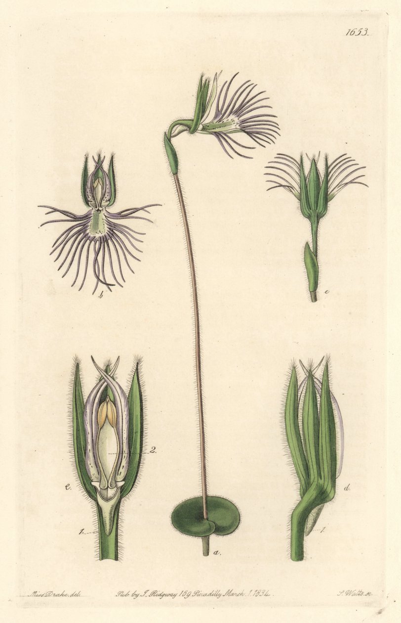 Araignee orchid, infödd i Sydafrika - Strong water av S. Watts från en illustration av Sarah Anne Drake (1803-1857), från Botanical Register av Sydenham Teast Edwards
