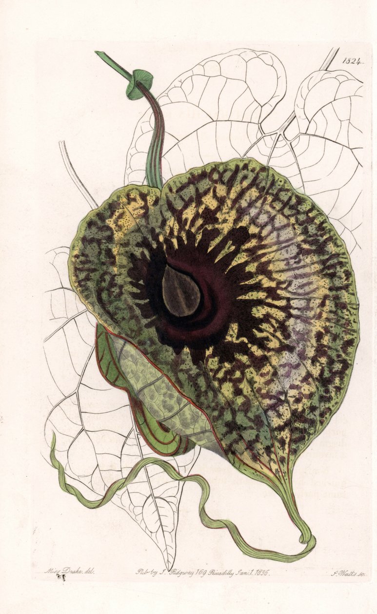 Aristoloche Variete - Tallrik graverad av S.Watts, från en illustration av Sarah Anne Drake (1803-1857), från Botanical Register of Sydenham Edwards (1768-1819), England av Sydenham Teast Edwards