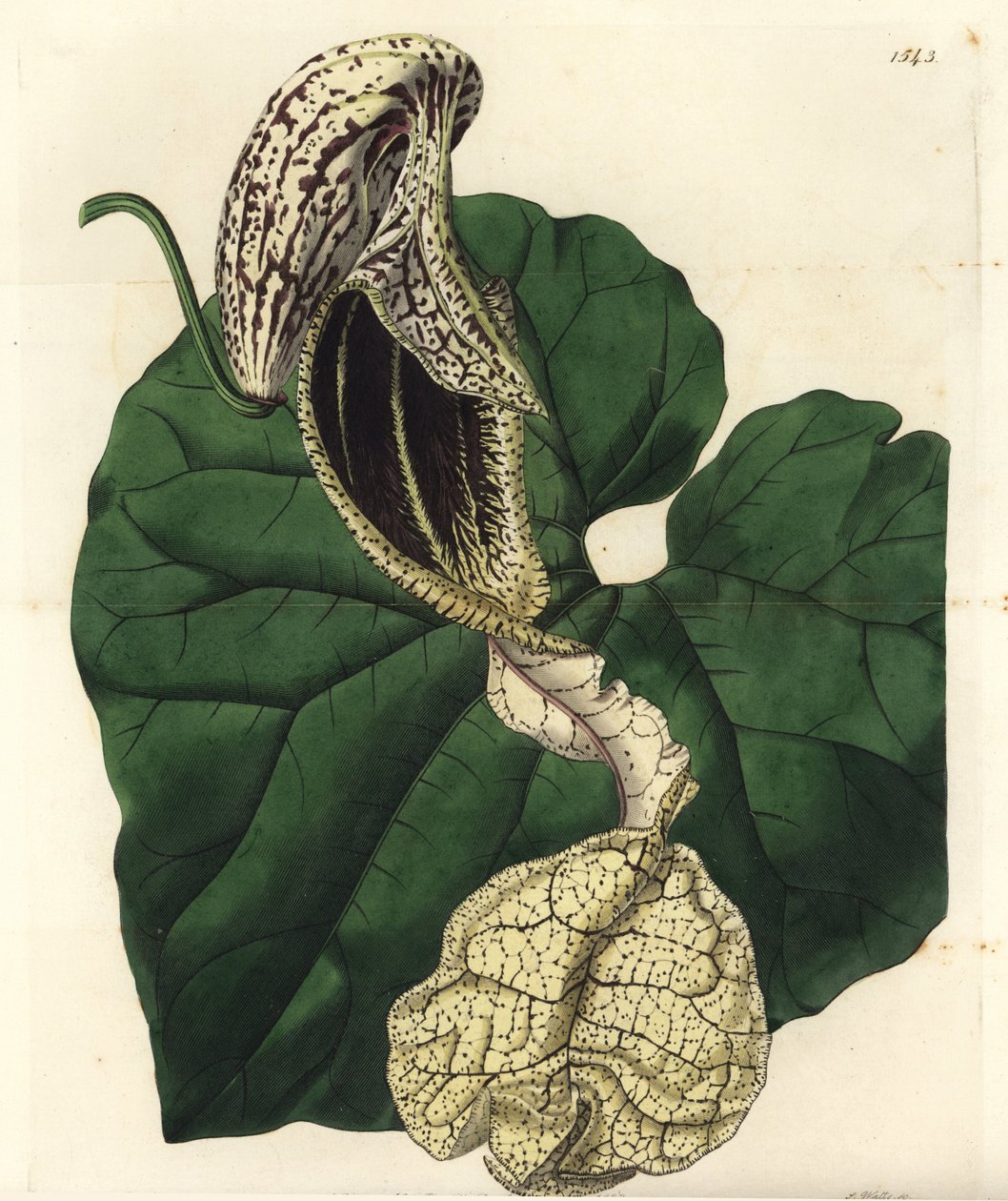 Aristoloche variete - Båtblommig födelseört, Aristolochia cymbifera. Handkolorerad kopparstick av S. Watts efter en illustration av Miss Sarah Drake från Sydenham Edwards
