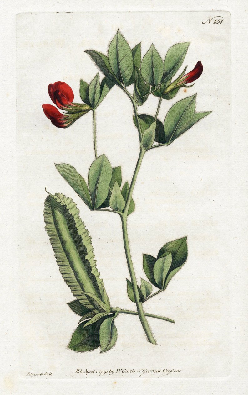 Asparagus Peas - Litografi av Sydenham Edwards (1768-1819), Tallrik från William Curtis