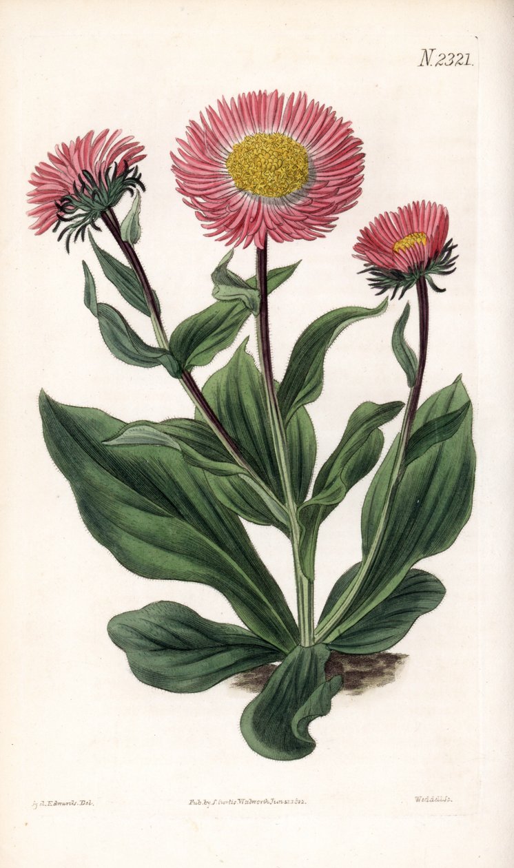 Aster Variete - Fin strålad stjärnört, Aster alwartensis, infödd i Kaukasus. Handfärgad kopparstick av Weddell efter en illustration av Sydenham Edwards från Samuel Curtis "" Botanical Magazine,"" London av Sydenham Teast Edwards