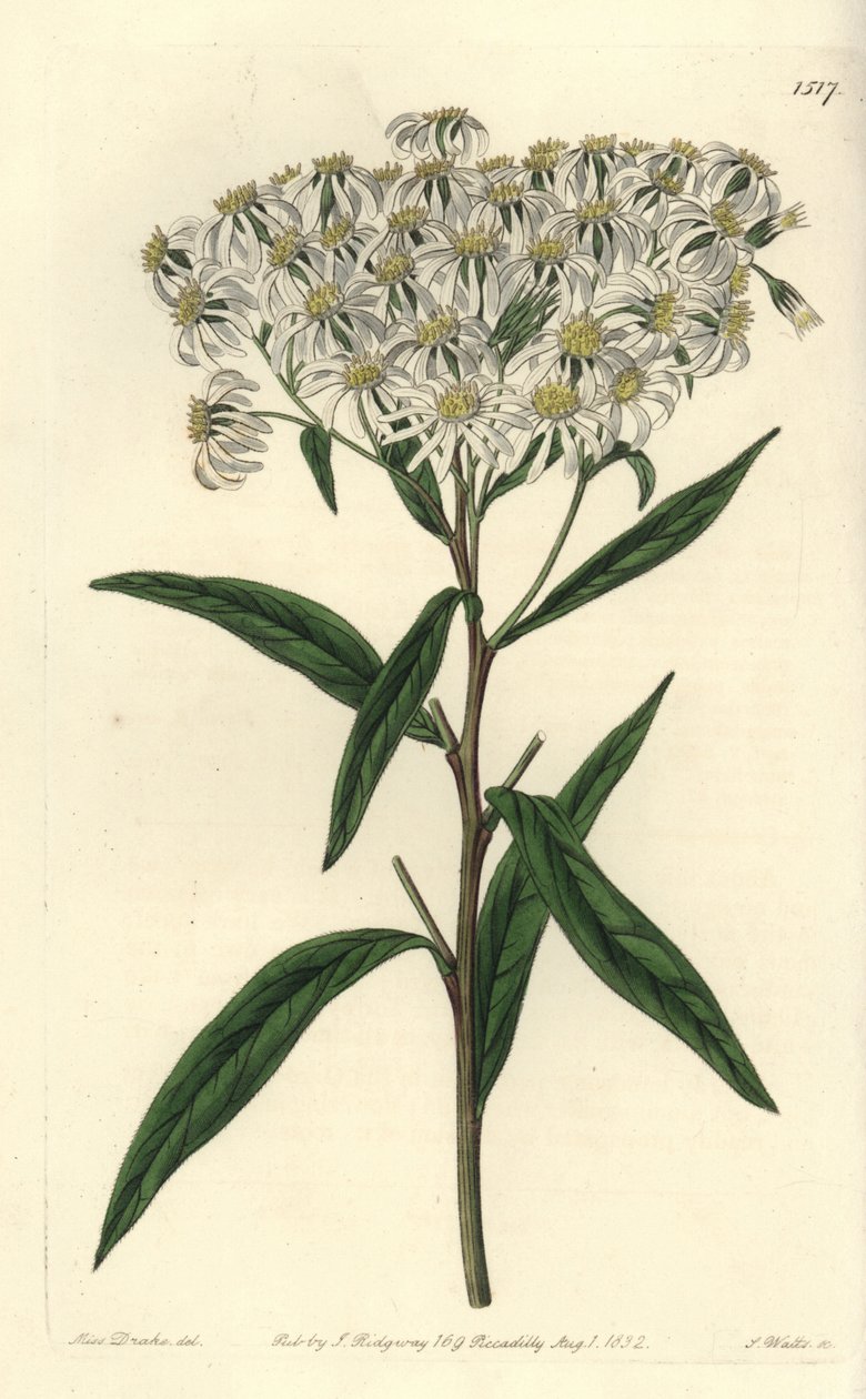 Aster a umbellata - Flattoppad aster, Doellingeria umbellata (Mandelbladig aster, Aster amygdalinus). Handkolorerad kopparstick av S. Watts efter en illustration av Miss Sarah Drake från Sydenham Edwards