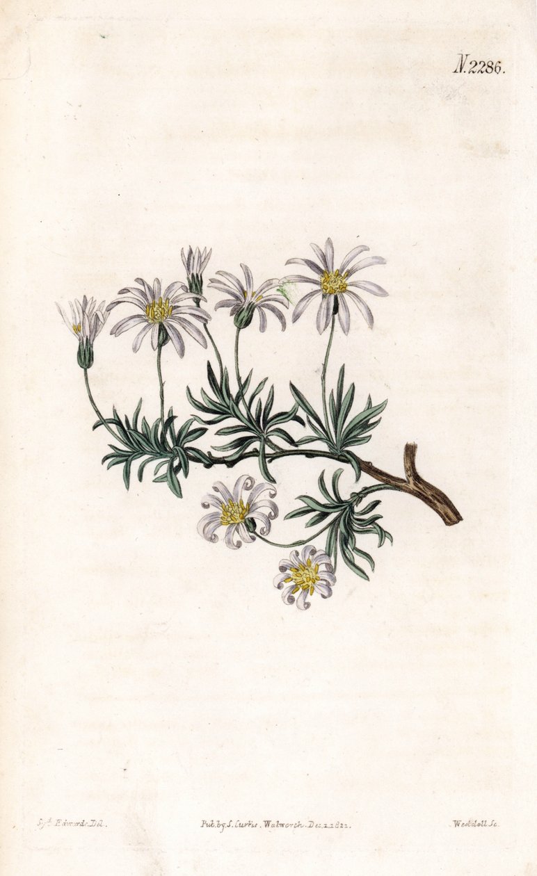 Aster tunnland - Buskeaster, Felicia fruticosa (Shrubby starwort, Aster fruticulosus). Handfärgad kopparstick av Weddell efter en illustration av Sydenham Edwards från Samuel Curtis "" Botanical Magazine,"" London av Sydenham Teast Edwards