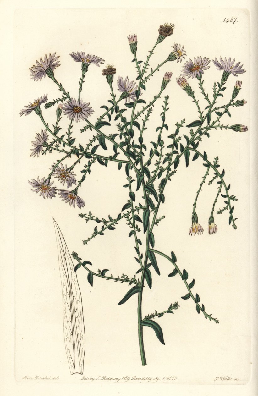 Aster variant - New York aster, Symphyotrichum dumosum (Coris-bladig stjärnört, Aster coridifolius). Handfärgad kopparstick av S. Watts efter en illustration av Sarah Drake från Sydenham Edwards