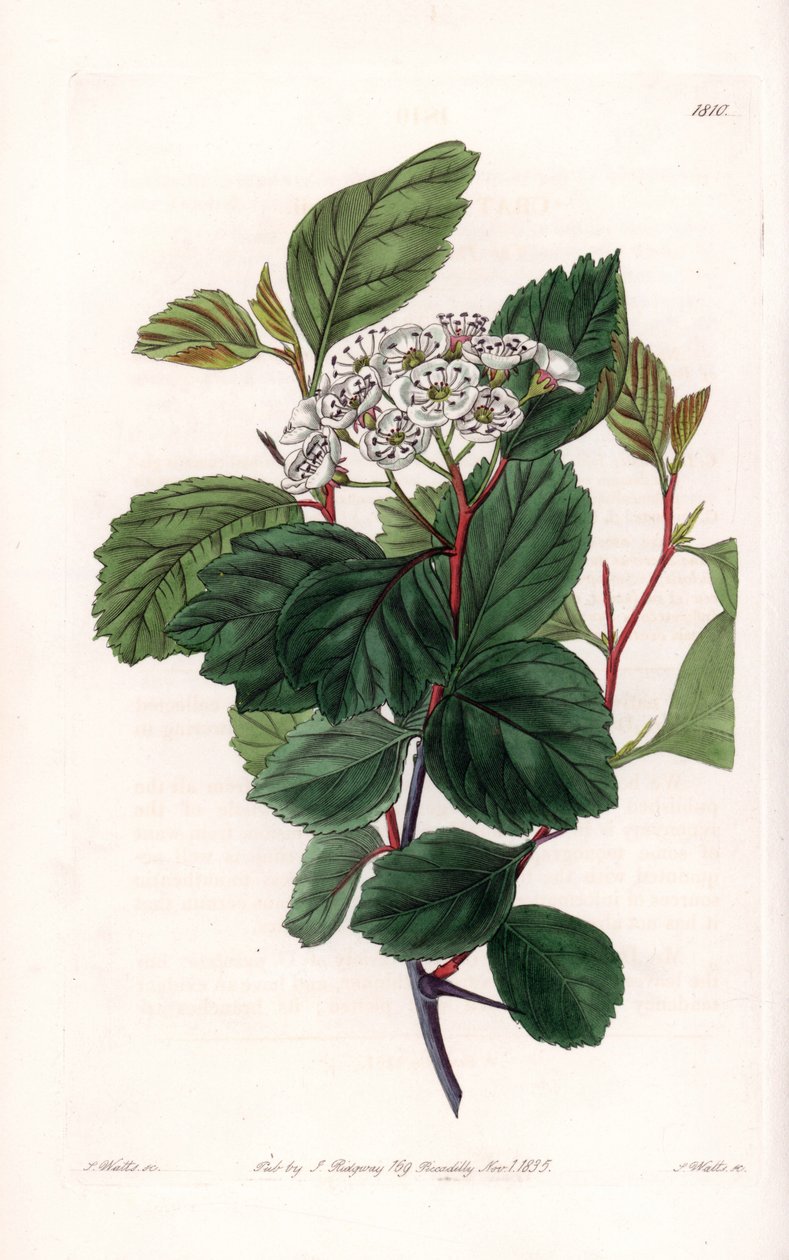 Aubepin eller vit tagg, infödd i Nordamerika - Graverad av S.Watts, från en illustration av Sarah Anne Drake (1803-1857), från Botanical Register of Sydenham Edwards (1768-1819), England av Sydenham Teast Edwards