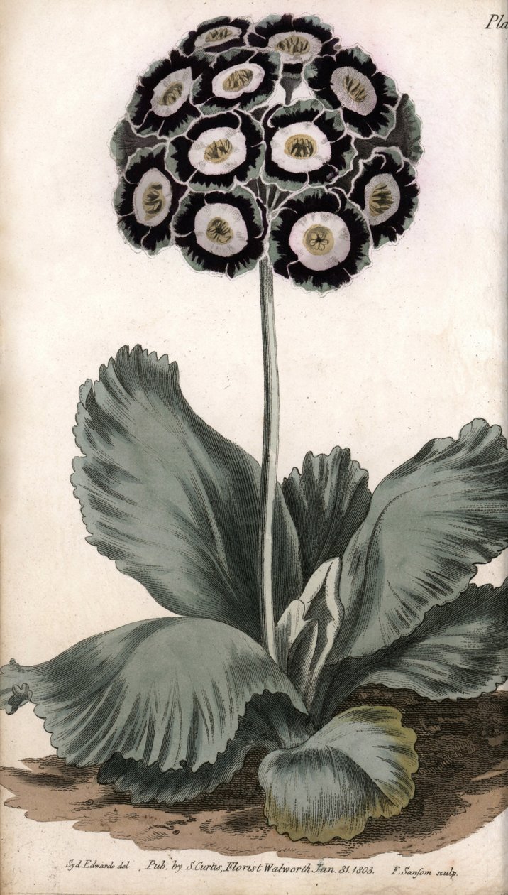 Auricle eller björnöra. Färgad kopparstick, illustration av Sydenham Edwards (1768-1819) för Conferences of Botanical, Botanical Garden of Lambeth (England) av Sydenham Teast Edwards