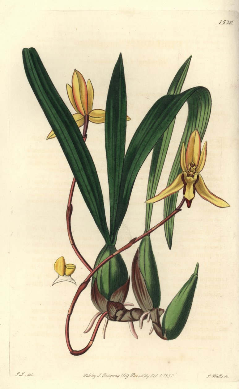 Australisk epifytisk orkidévariete - Brasiliorchis marginata orkidé (Rödkantad cymbidiumorkidé, Cymbidium marginatum). Handkolorerad kopparstick av S. Watts efter en illustration av John Lindley från Sydenham Edwards