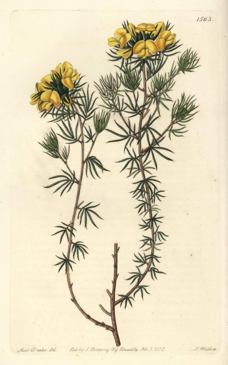 Australisk gompholobium variete - Capitate gompholobium, Gompholobium capitatum. Handkolorerad kopparstick av S. Watts efter en illustration av Miss Sarah Drake från Sydenham Edwards