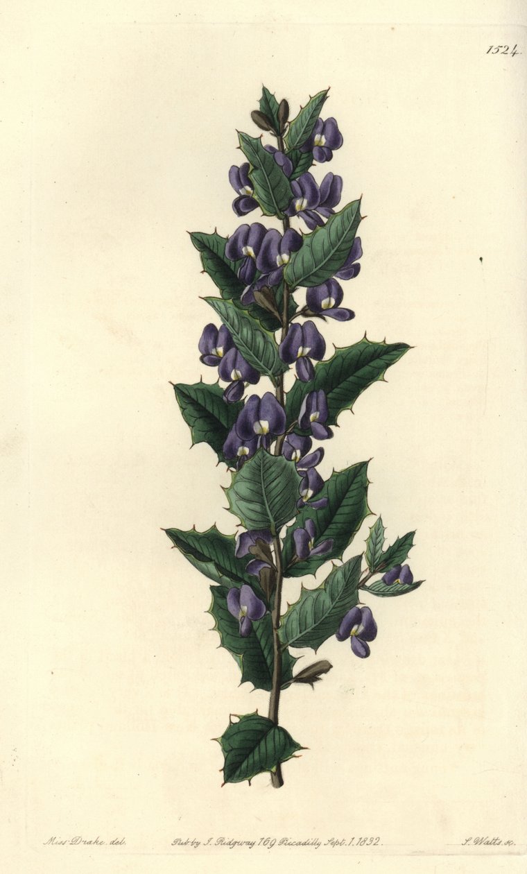 Australisk hovea buske variete - Hovea chorizemifolia (Chorozemma-bladiga hovea, Hovea chorozemaefolia). Handkolorerad kopparstick av S. Watts efter en illustration av Miss Sarah Drake från Sydenham Edwards