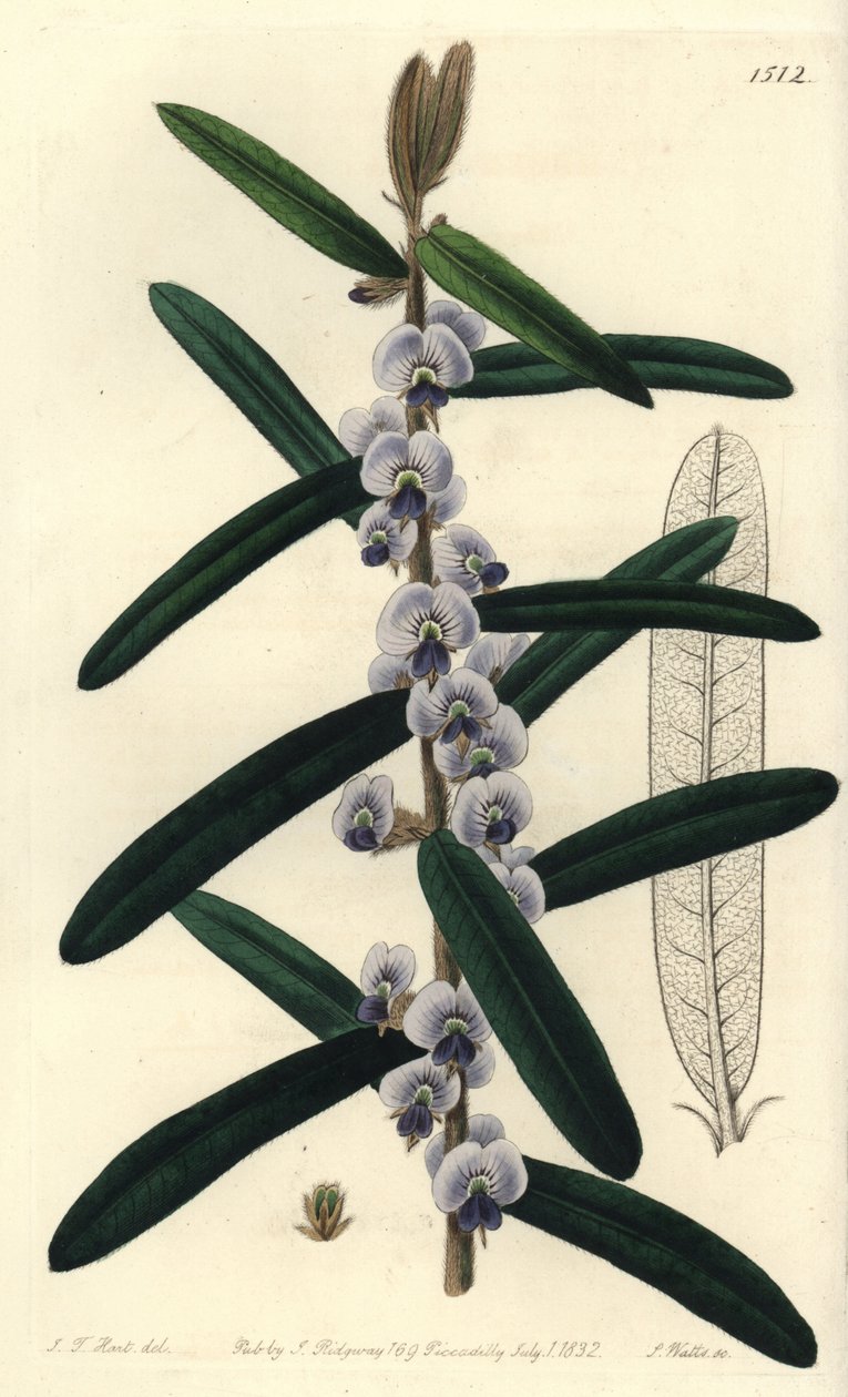 Australisk hovea busksort - Shaggy hovea, Hovea villosa. Handkolorerad kopparstick av S. Watts efter illustration av J.T. Hart från Sydenham Edwards