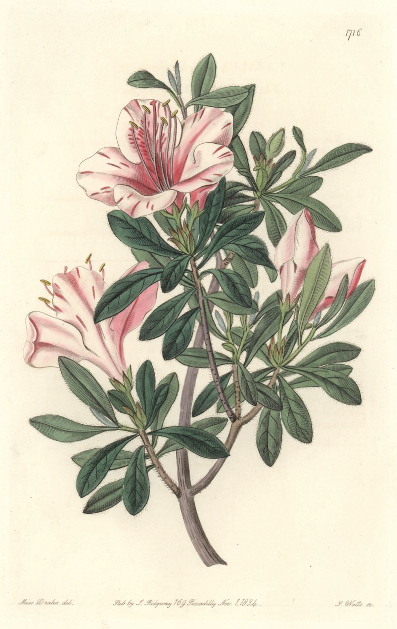 Azalee of Florists - S. Watts Strong Water från en illustration av Sarah Anne Drake (1803-1857), från Botanical Register av Sydenham Teast Edwards