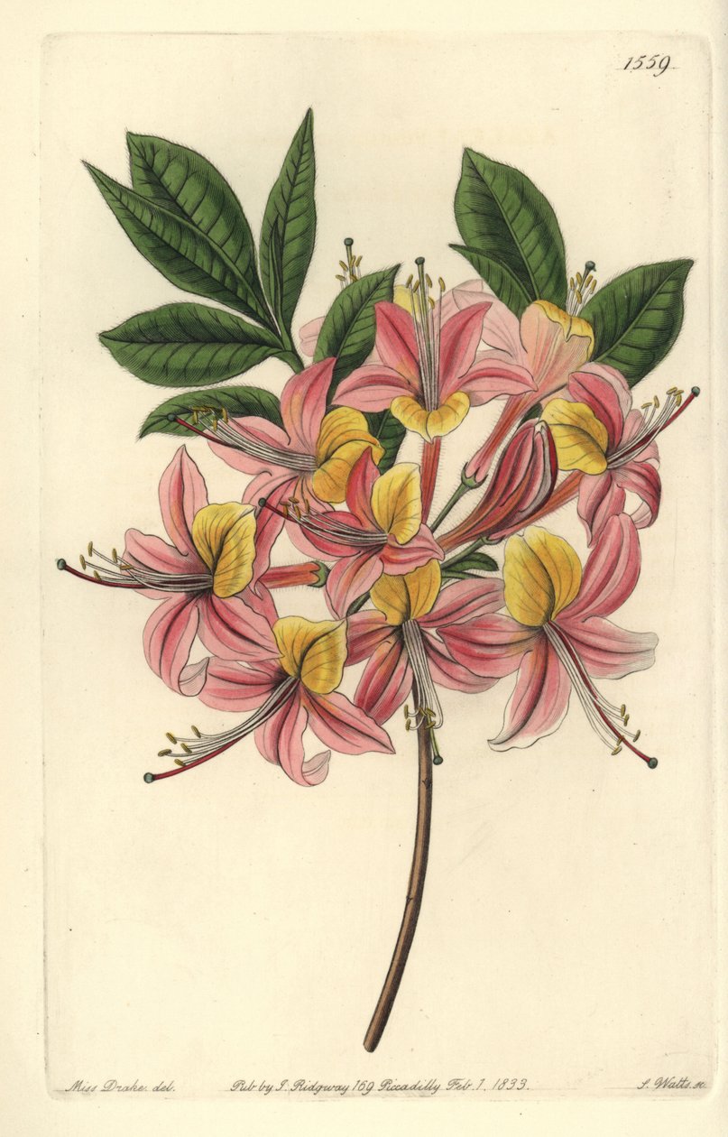 Azalee pontic yellow - Yellow azalea, Rhododendron luteum (Changeable Pontic azalea, Azalea pontica versicolor). Handkolorerad kopparstick av S. Watts efter en illustration av Miss Sarah Drake från Sydenham Edwards