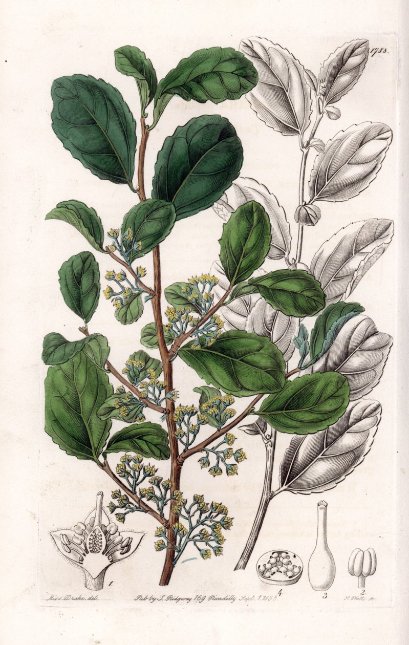Azara Variete - Tallrik graverad av S.Watts, från en illustration av Sarah Anne Drake (1803-1857), från Botanical Register of Sydenham Edwards (1768-1819), England av Sydenham Teast Edwards