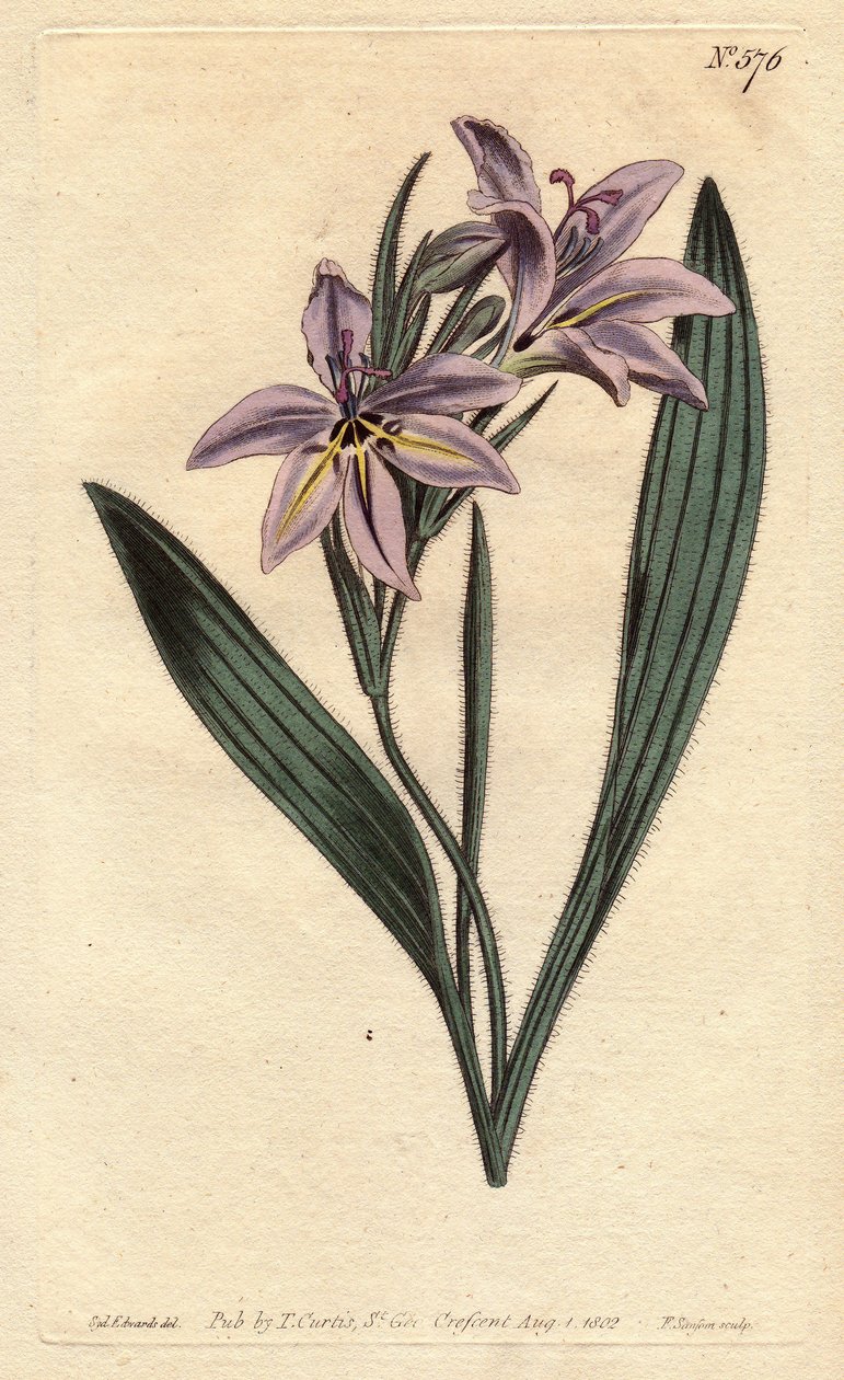 Babian blomma med söt parfym, med lila blommor bleka. Söt doftande babiana med bleka lila blommor. Babiana plicata. Handfärgad kopparstick från en botanisk illustration av Sydenham Edwards från William Curtis "" Botanical Magazine"" 1790 av Sydenham Teast Edwards