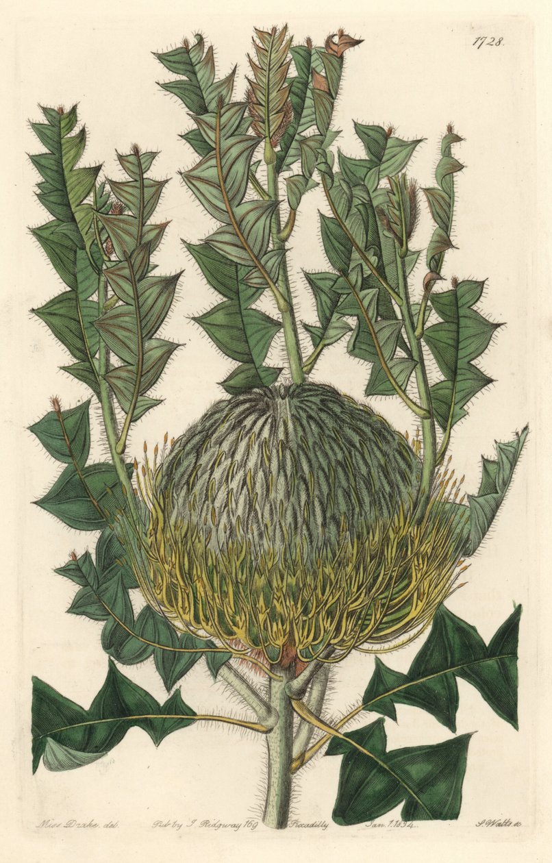 Banksia speciosa, ursprungligen från Australien - S. Watts starkt vatten från en illustration av Sarah Anne Drake (1803-1857), från Botanical Register av Sydenham Teast Edwards