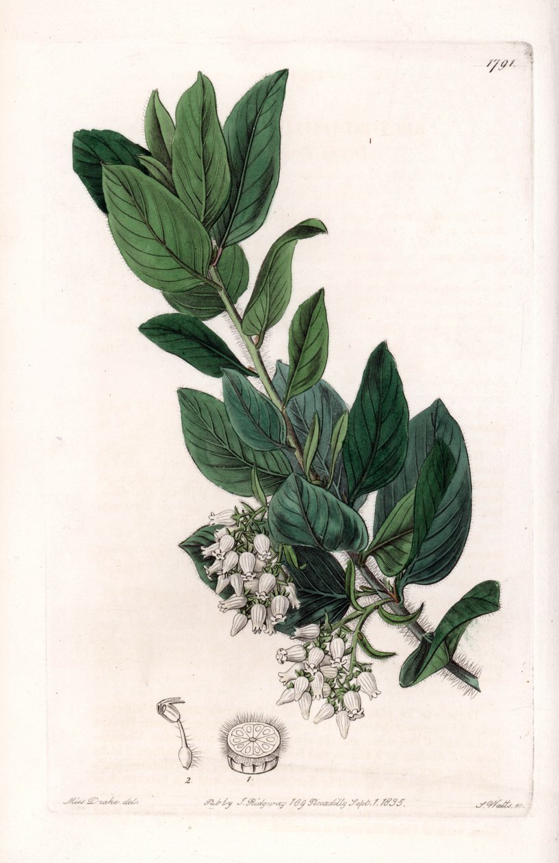 Bear Grape, ursprungligen från Kalifornien - graverad av S.Watts, från en illustration av Sarah Anne Drake (1803-1857), från Botanical Register of Sydenham Edwards (1768-1819), England av Sydenham Teast Edwards