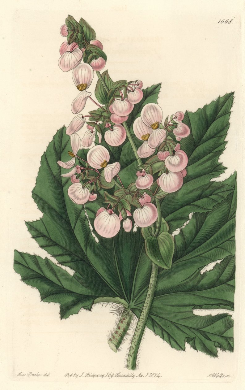 Begonia har ljusrosa blommor, hemma i Mexiko - Strong water av S. Watts från en illustration av Sarah Anne Drake (1803-1857), från Botanical Register av Sydenham Teast Edwards