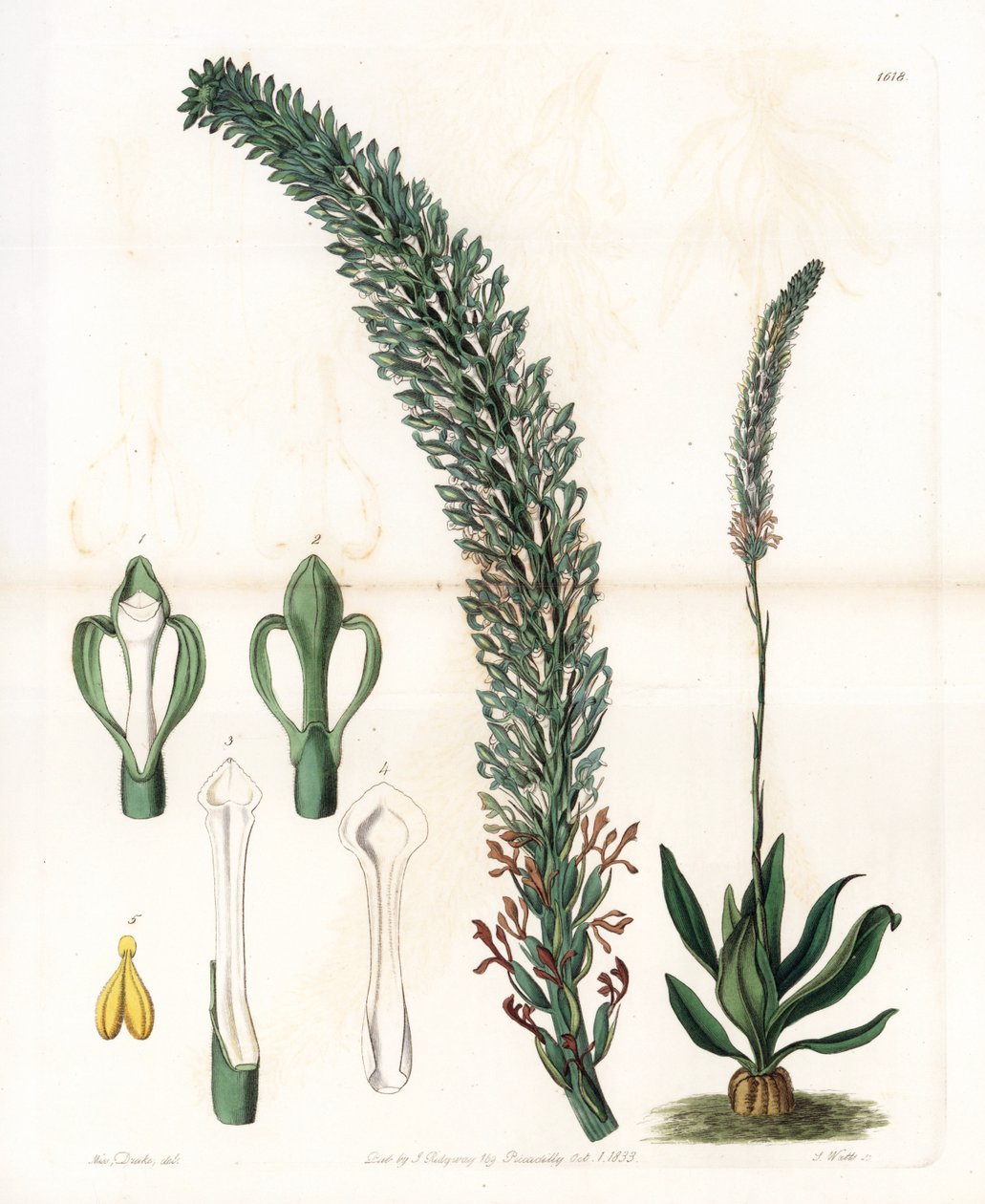 Belle sauroglossum - Tallrik graverad av S.Watts, från en illustration av Sarah Anne Drake (1803-1857), från Botanical Register of Sydenham Edwards (1768-1819), England av Sydenham Teast Edwards