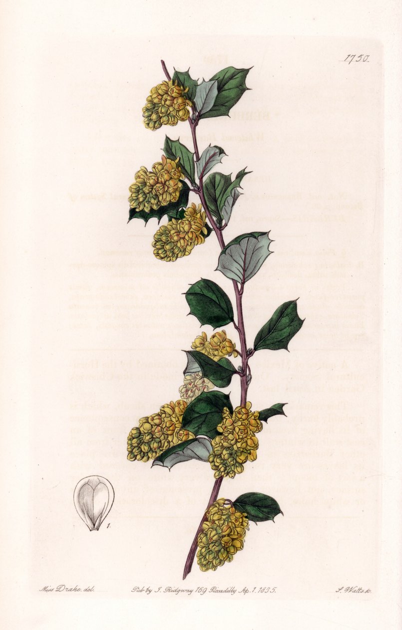 Berberis - Plåt graverad av S.Watts, från en illustration av Sarah Anne Drake (1803-1857), från Botanical Register of Sydenham Edwards (1768-1819), England av Sydenham Teast Edwards