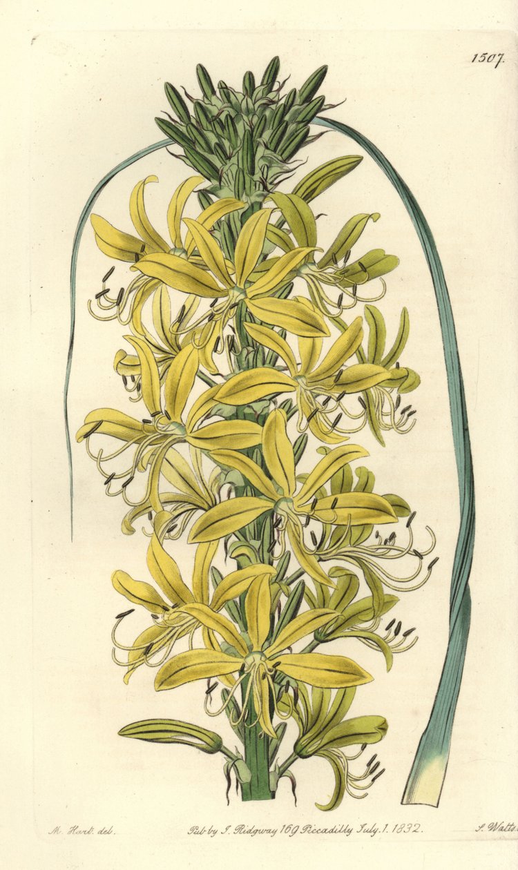 Bär Asphodele - Asphodeline lutea (sibirisk gul asphodel, Asphodelus luteus var. sibiricus). Handkolorerad kopparstick av S. Watts efter en illustration av M. Hart från Sydenham Edwards