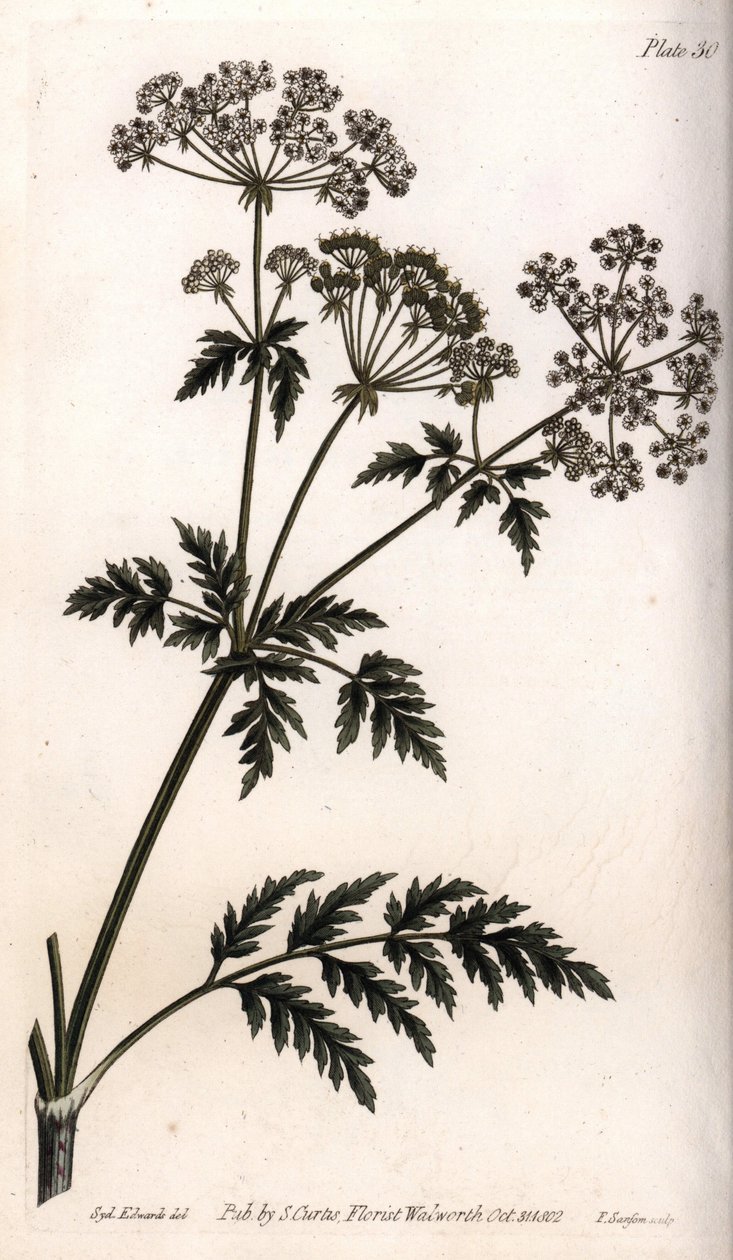 Stor hemlock. Färgad kopparstick, illustration av Sydenham Edwards (1768-1819) för Conferences of Botanical, Botanical Garden of Lambeth (England) av Sydenham Teast Edwards