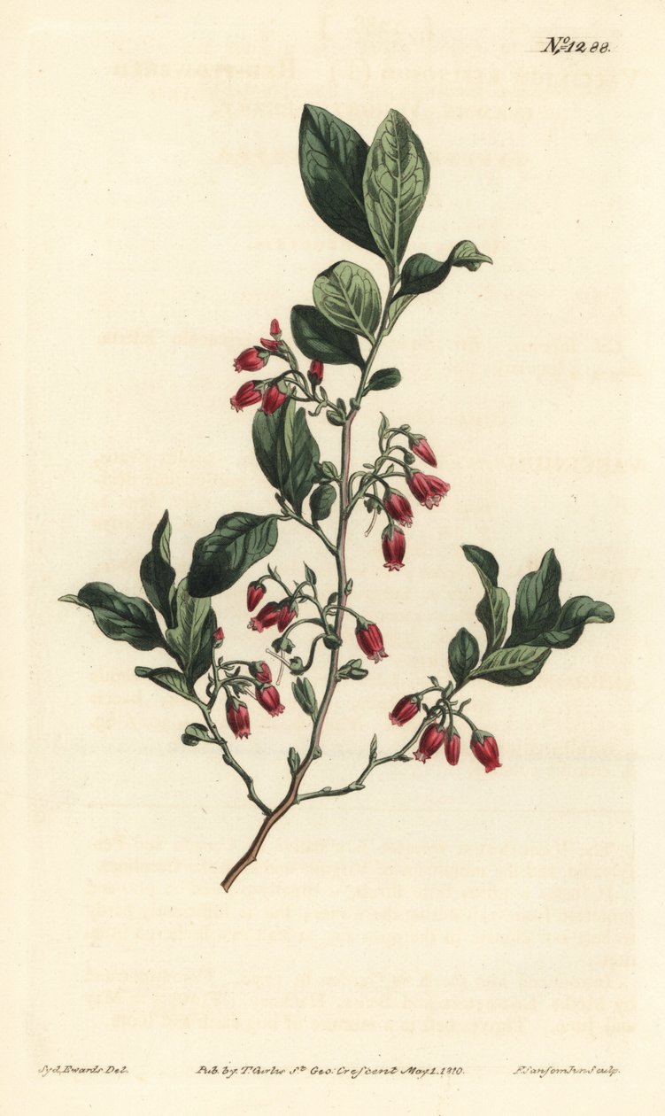 Svart huckleberry, Gaylussacia baccata (rödblommigt klämbär, Vaccinium resinosum) - Handfärgad kopparstick av F. Sansom Jr. efter en illustration av Sydenham Edwards från William Curtis