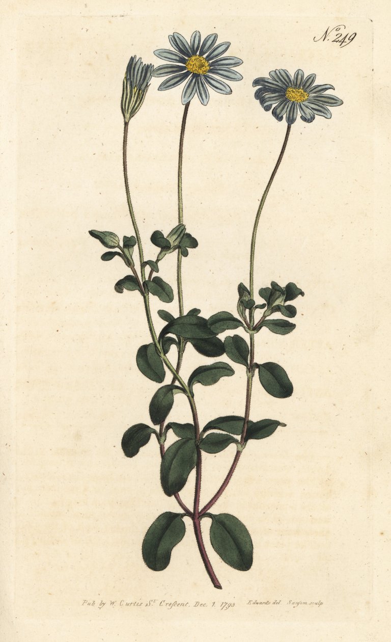 Blue Package, Felicie, Cape Margarita eller Cape Aster - Blå tusensköna, Felicia amelloides (Blåblommig cineraria eller Cape aster, Cineraria amelloides) - Handfärgad kopparstick av Sansom efter en illustration av Sydenham Edwards från William Curtis