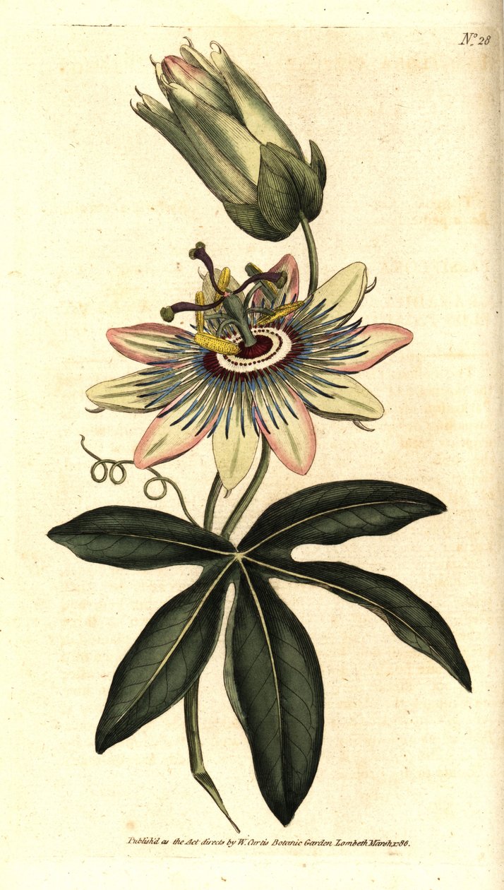 Blå Passiflora - Vanlig passionsblomma, Passiflora caerulea. Handkolorerad kopparstick efter en botanisk illustration av Sydenham Edwards från William Curtis